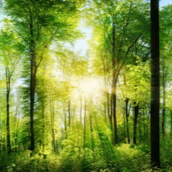 Can Déu reforestation project
