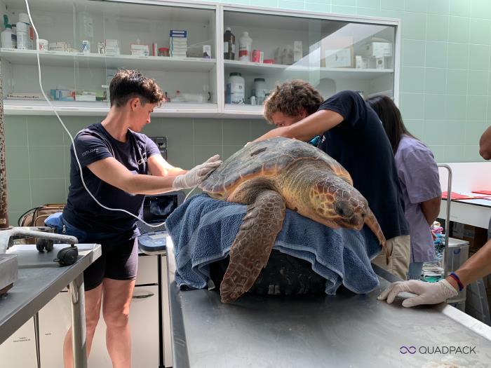 Microplastics found in Mediterranean sea turtles