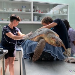 Microplastics found in Mediterranean sea turtles